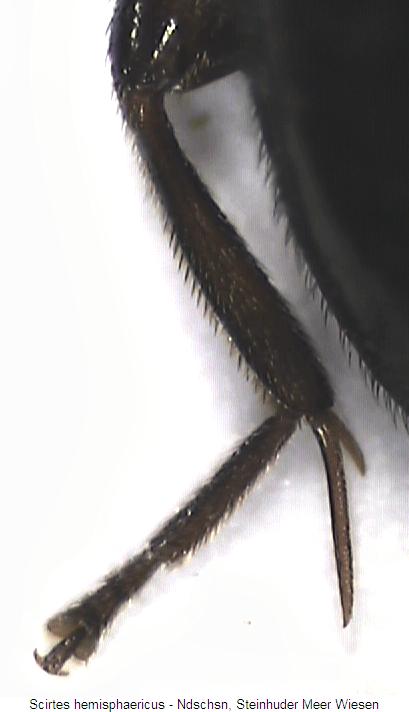 scirtes_hemisphaericus_hschn.jpg