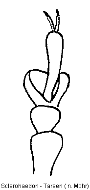 sclerohaedon_tr.gif