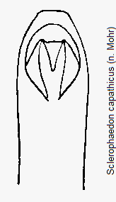 sclerophaedon_capathicus.gif