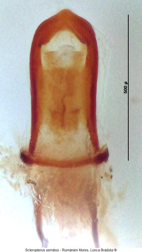 scleropterus_serratus.jpg