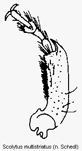 scolytus_multistriatus_vschn.gif