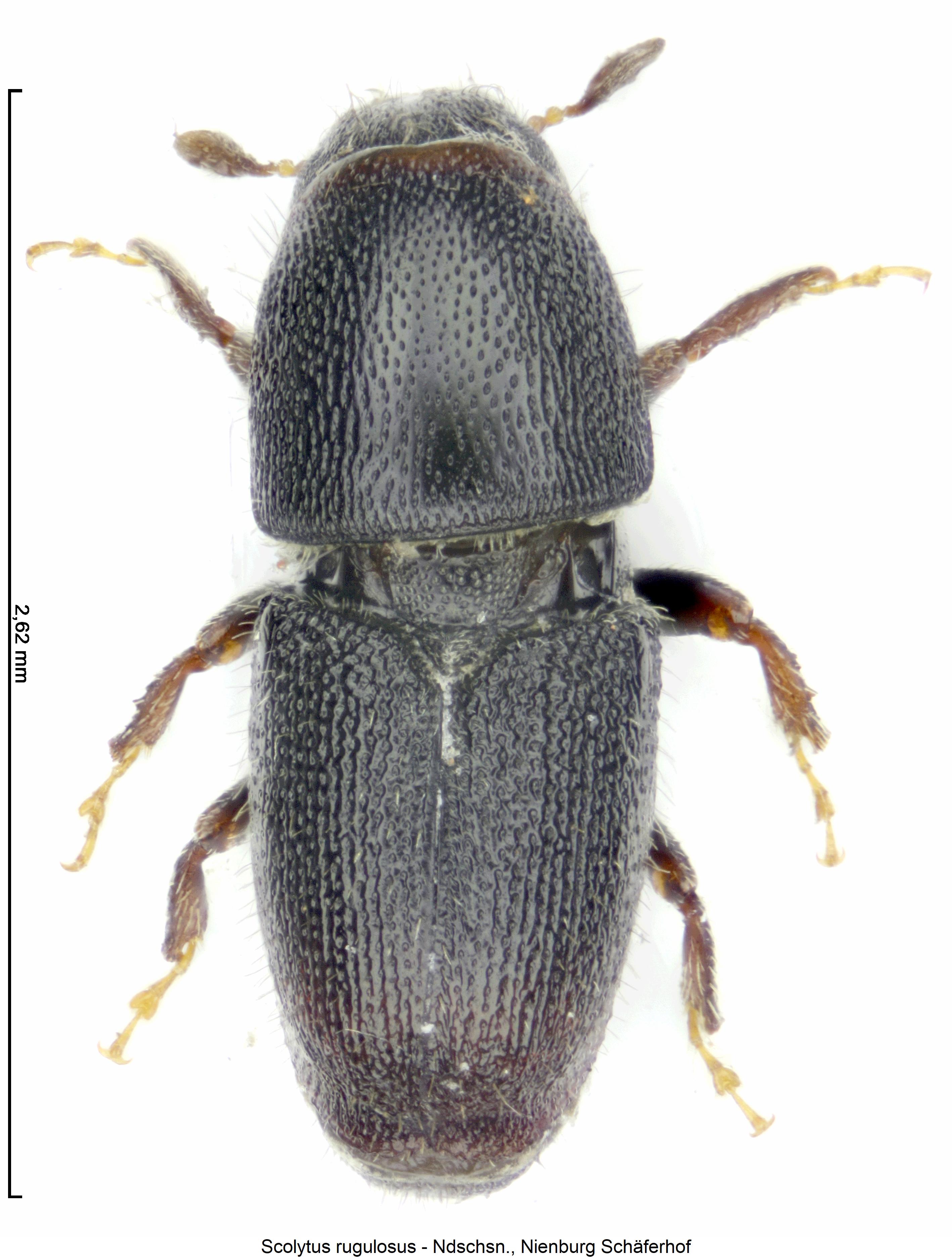 scolytus_rugulosus_hab.jpg