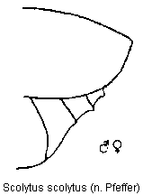 scolytus_scolytus_hlb_s.gif