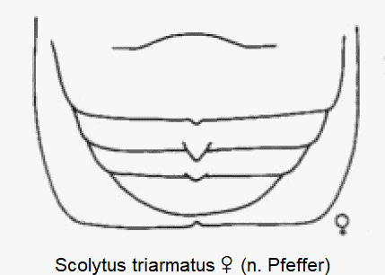 scolytus_triarmatus_w_hlb.gif