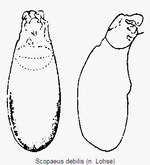 scopaeus_debilis.gif