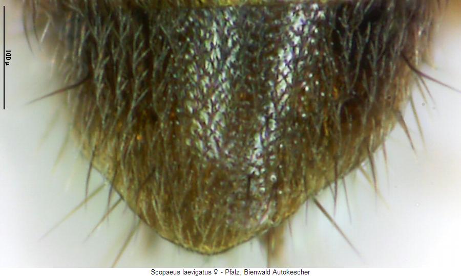 scopaeus_laevigatus_sternit.jpg