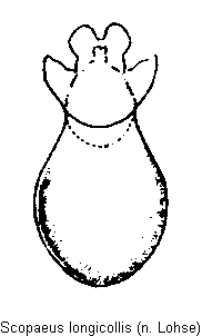 scopaeus_longicollis.gif