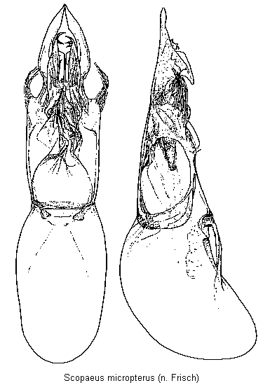 scopaeus_micropterus.gif