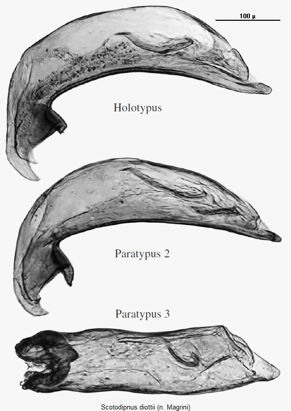 scotodipnus_diottii.gif