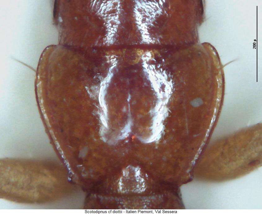 scotodipnus_diottii_hsch.jpg