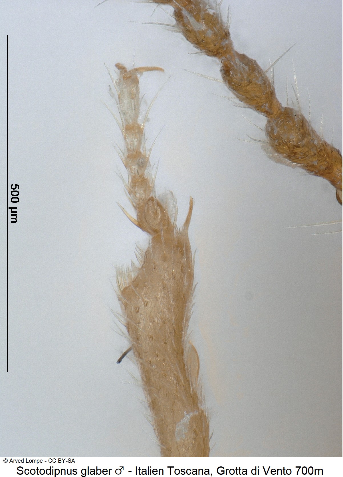 scotodipnus_glaber_m_ck17633_vtr.jpg