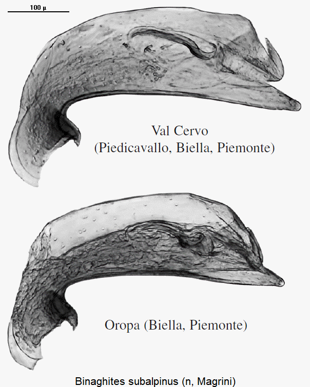 scotodipnus_subalpinus2.gif