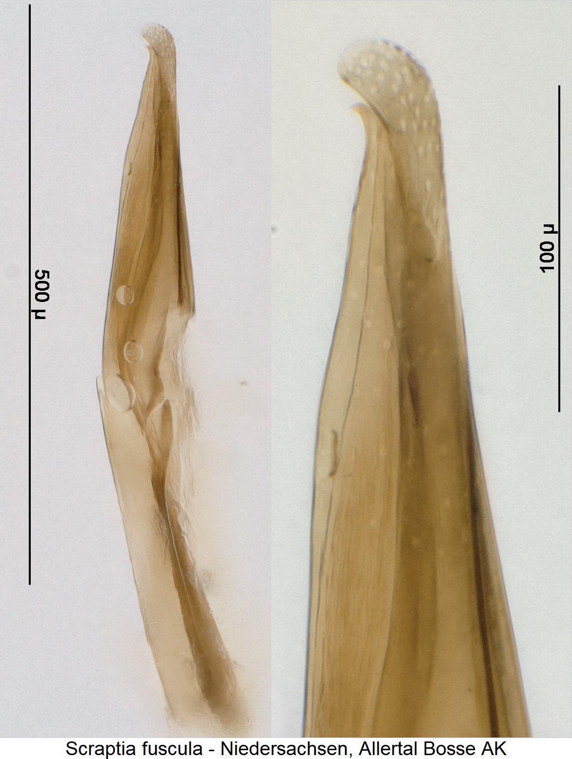 scraptia_fuscula.jpg