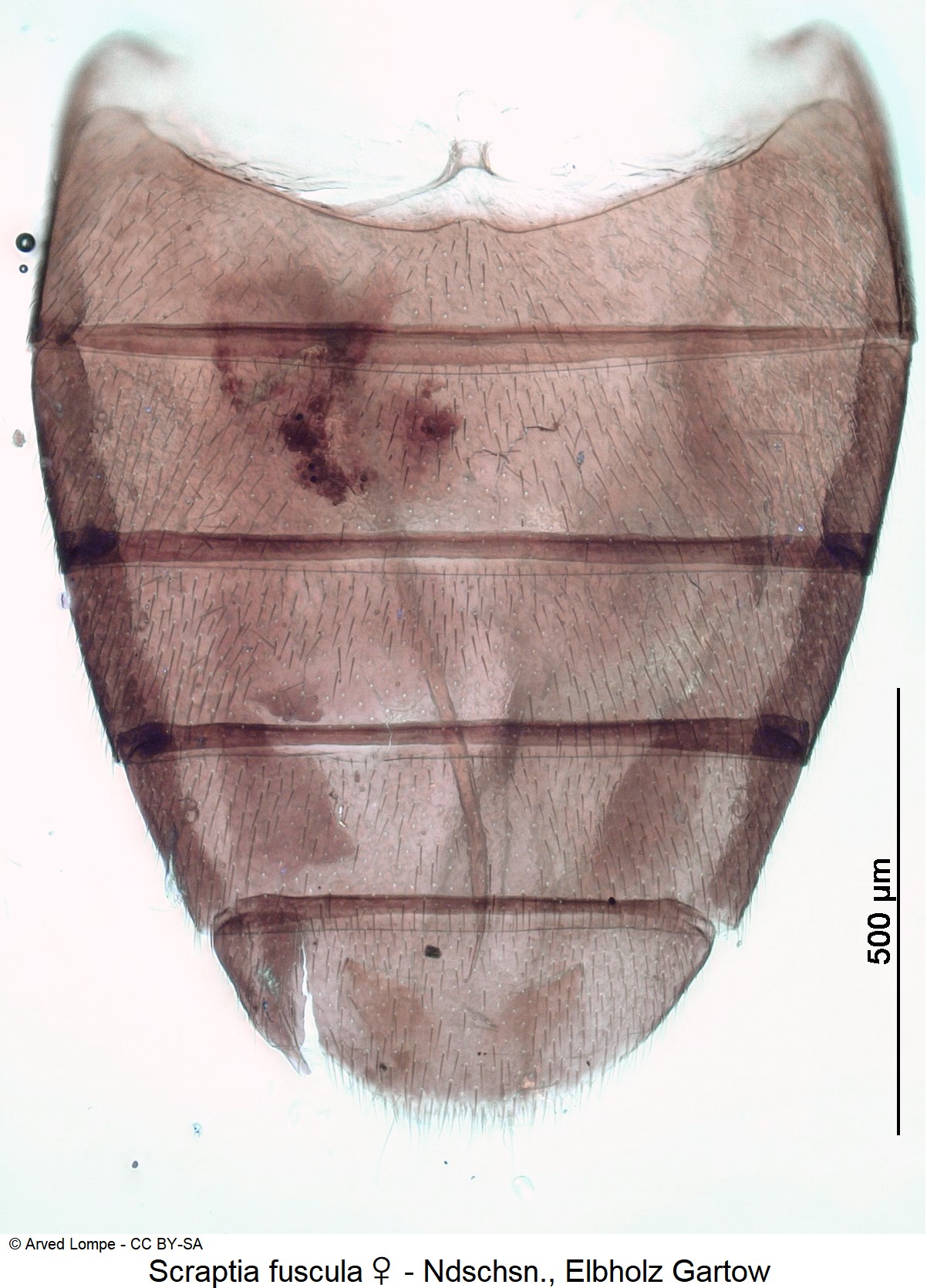 scraptia_fuscula_w_ck9709_ster.jpg