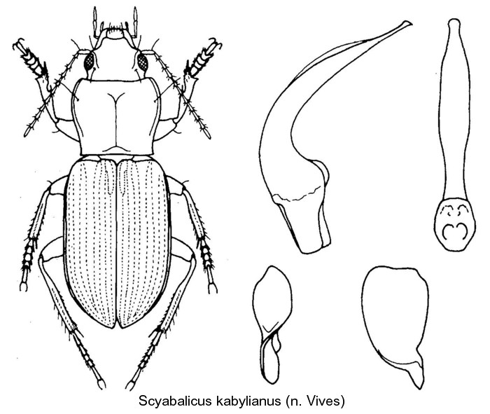 scybalicus_kabylianus.jpg