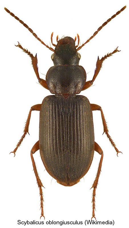 scybalicus_oblongiusculus.jpg