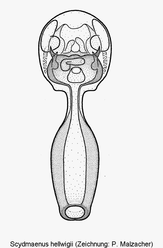 scydmaenus_hellwigii.gif