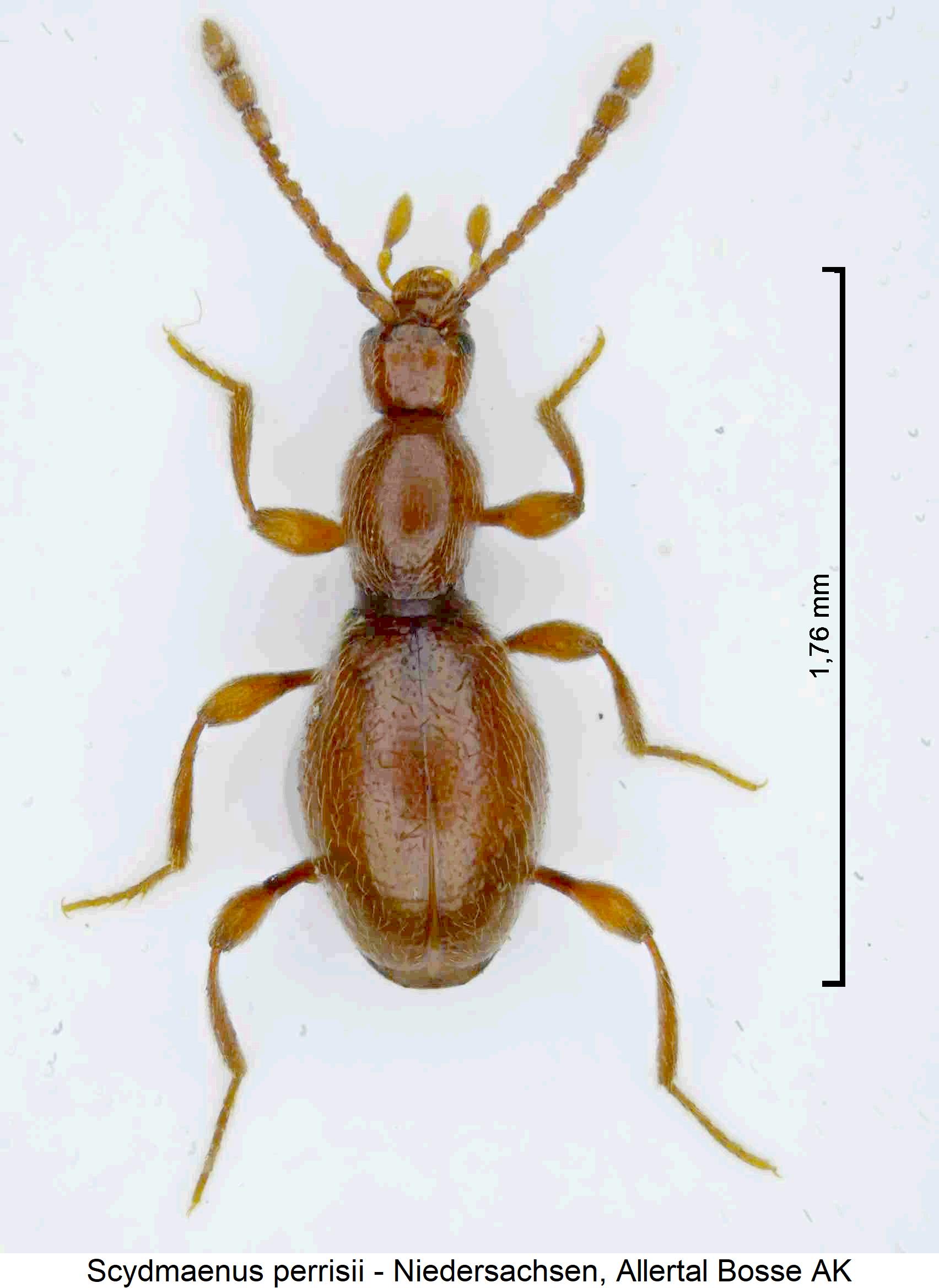 scydmaenus_perrisii_hab.jpg