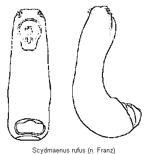 scydmaenus_rufus.gif