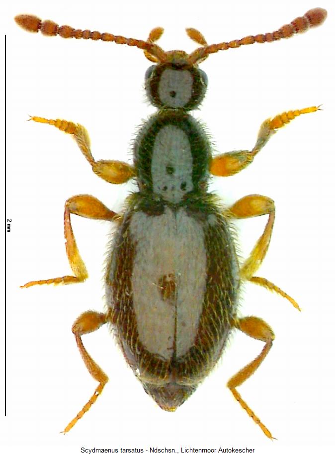 scydmaenus_tarsatus_hab.jpg
