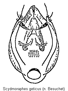 scydmoraphes_geticus.gif