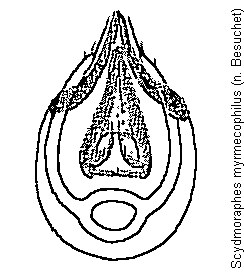 scydmoraphes_myrmecophilus.gif