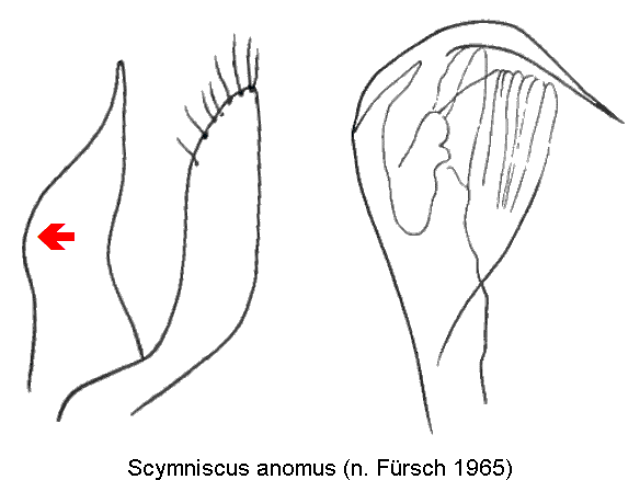 scymniscus_anomus.gif