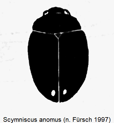 scymniscus_anomus_hab-1.gif
