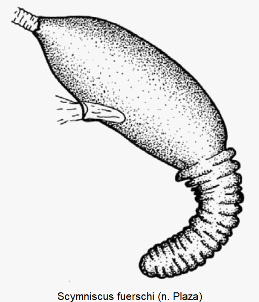 scymniscus_fuerschi_sperm.gif