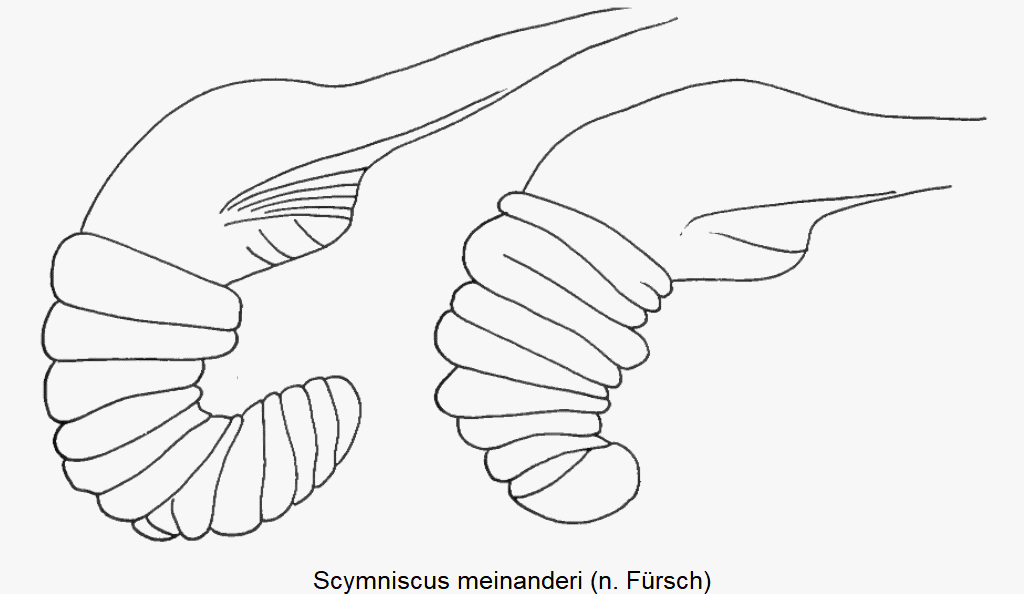 scymniscus_meinanderi_sperm.gif