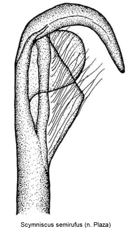 scymniscus_semirufus_sipho.jpg