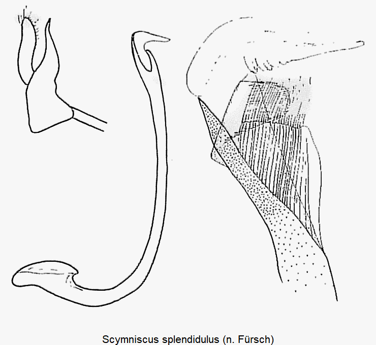 scymniscus_splendidulus.gif