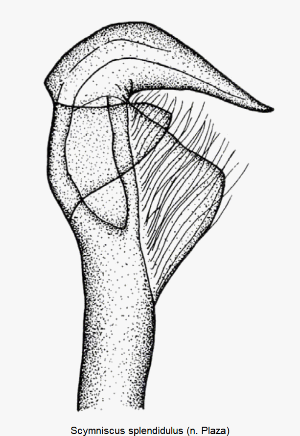 scymniscus_splendidulus_sipho.gif