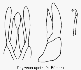 scymnus_apetzi.gif