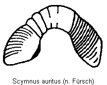 scymnus_auritus_sperm.gif