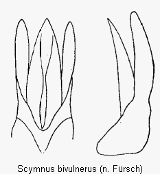 scymnus_bivulnerus.gif