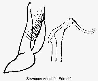 scymnus_doriai.gif