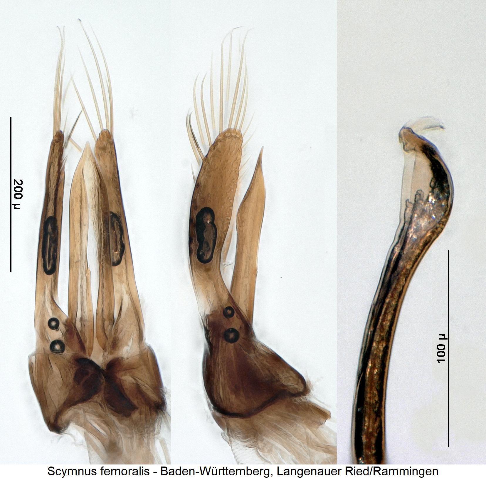 scymnus_femoralis.jpg