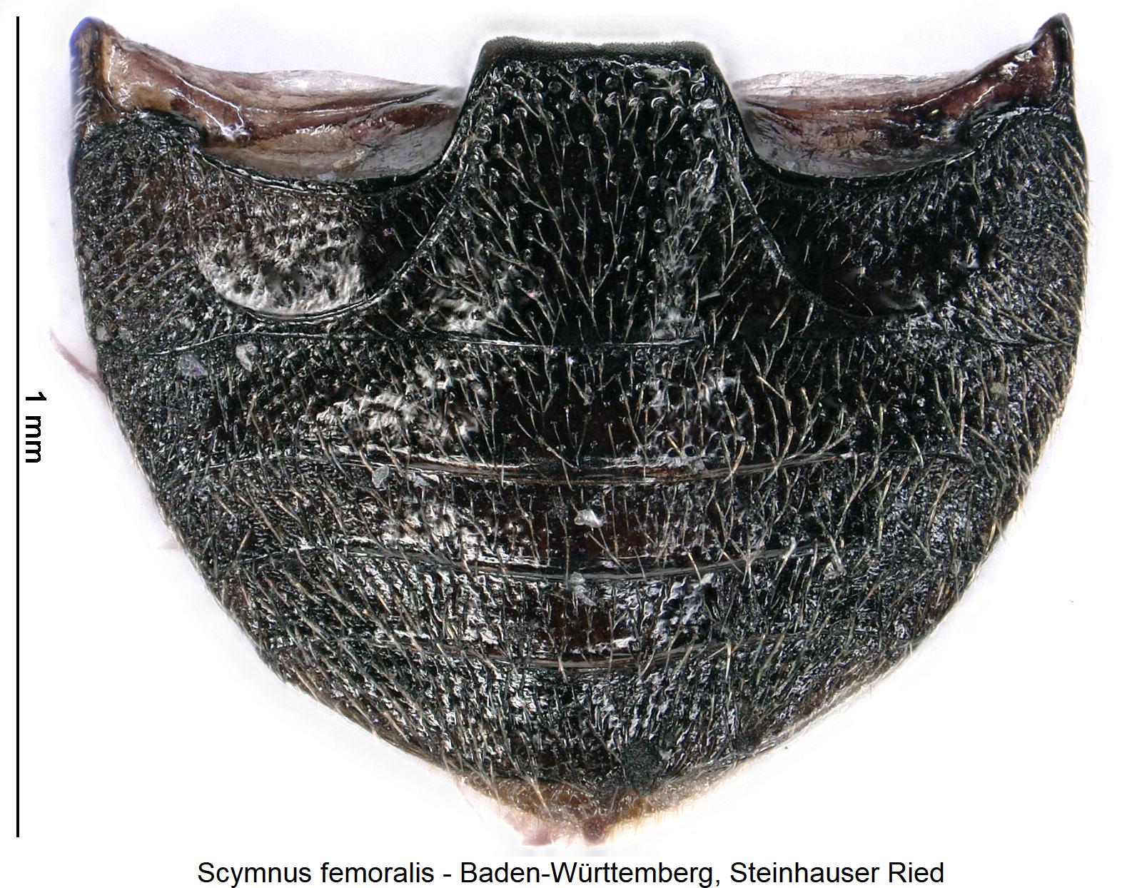 scymnus_femoralis_abd.jpg