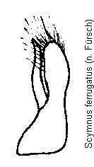 scymnus_ferrugatus.gif