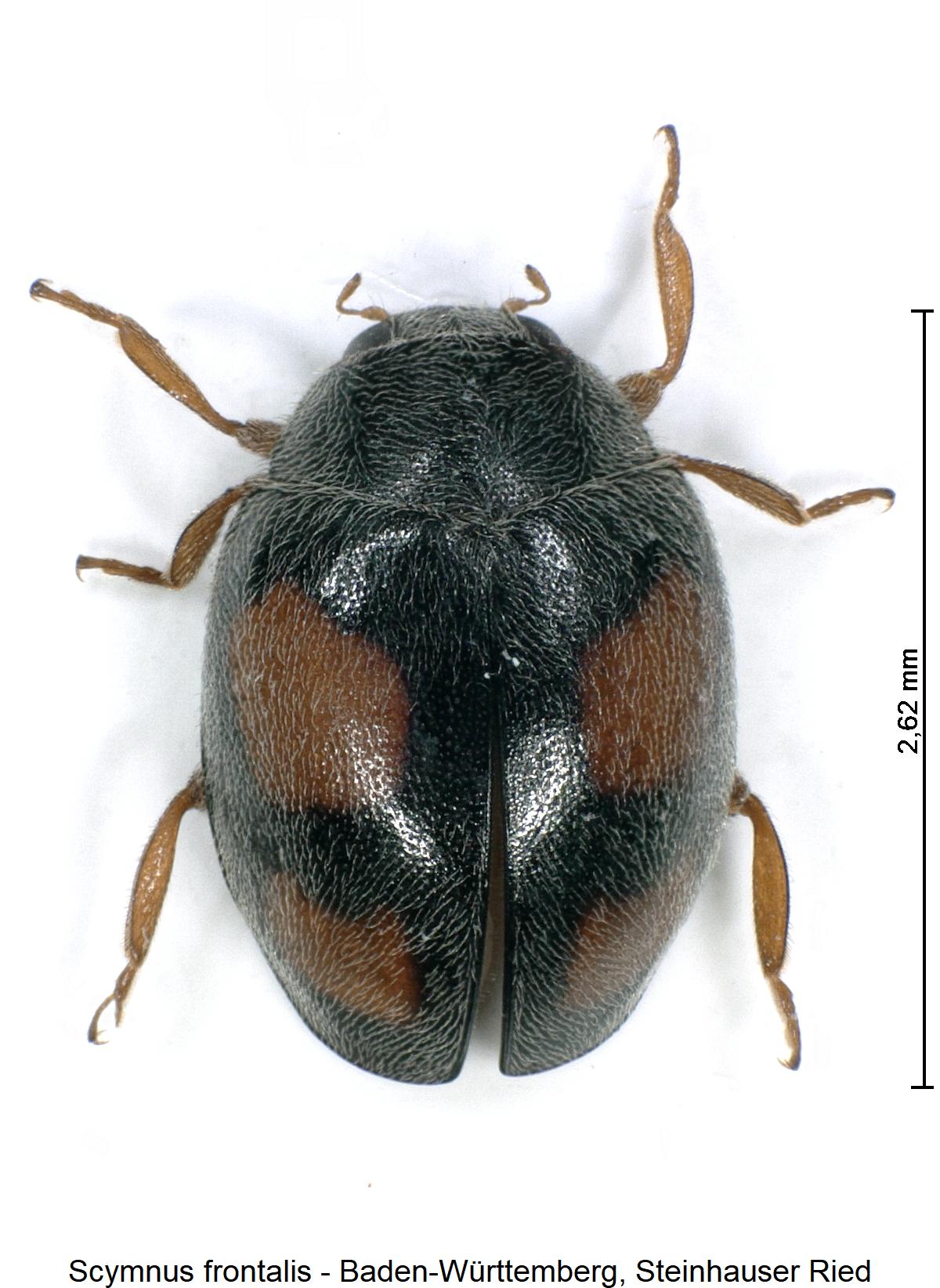 scymnus_frontalis_hab1.jpg