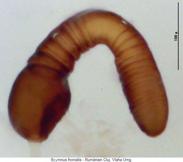 scymnus_frontalis_sperm.jpg