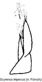 scymnus_impexus.gif