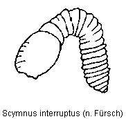 scymnus_interruptus_sperm.gif
