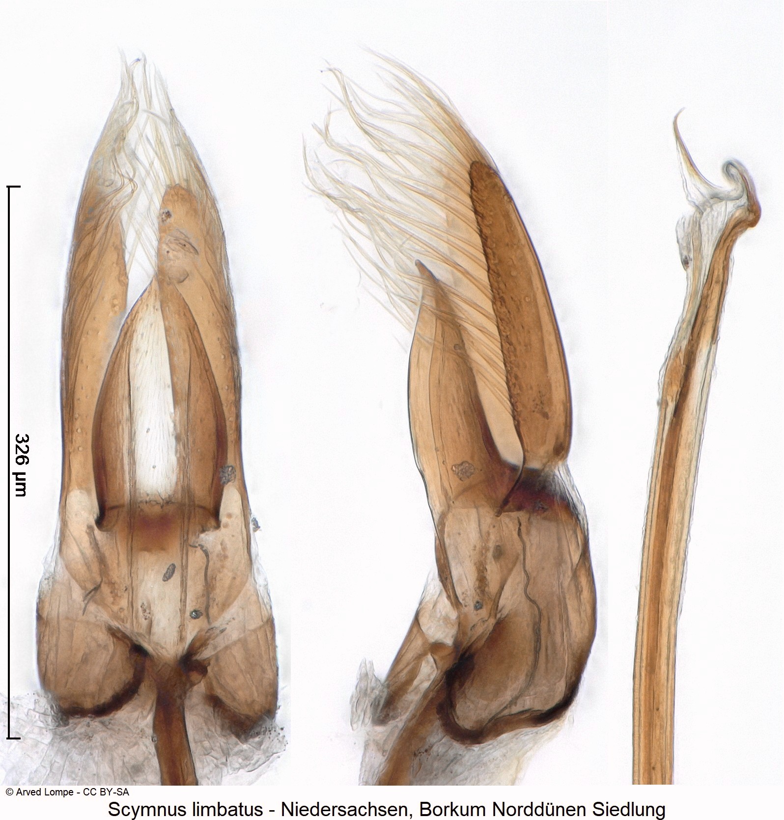 scymnus_limbatus_ck33142709-1.jpg