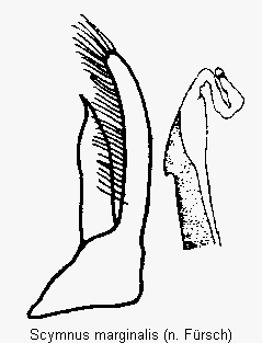 scymnus_marginalis.gif