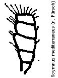 scymnus_mediterraneus_f.gif
