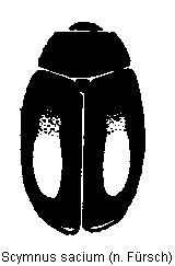 scymnus_sacium_hab.gif
