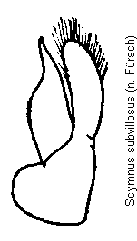 scymnus_subvillosus.gif
