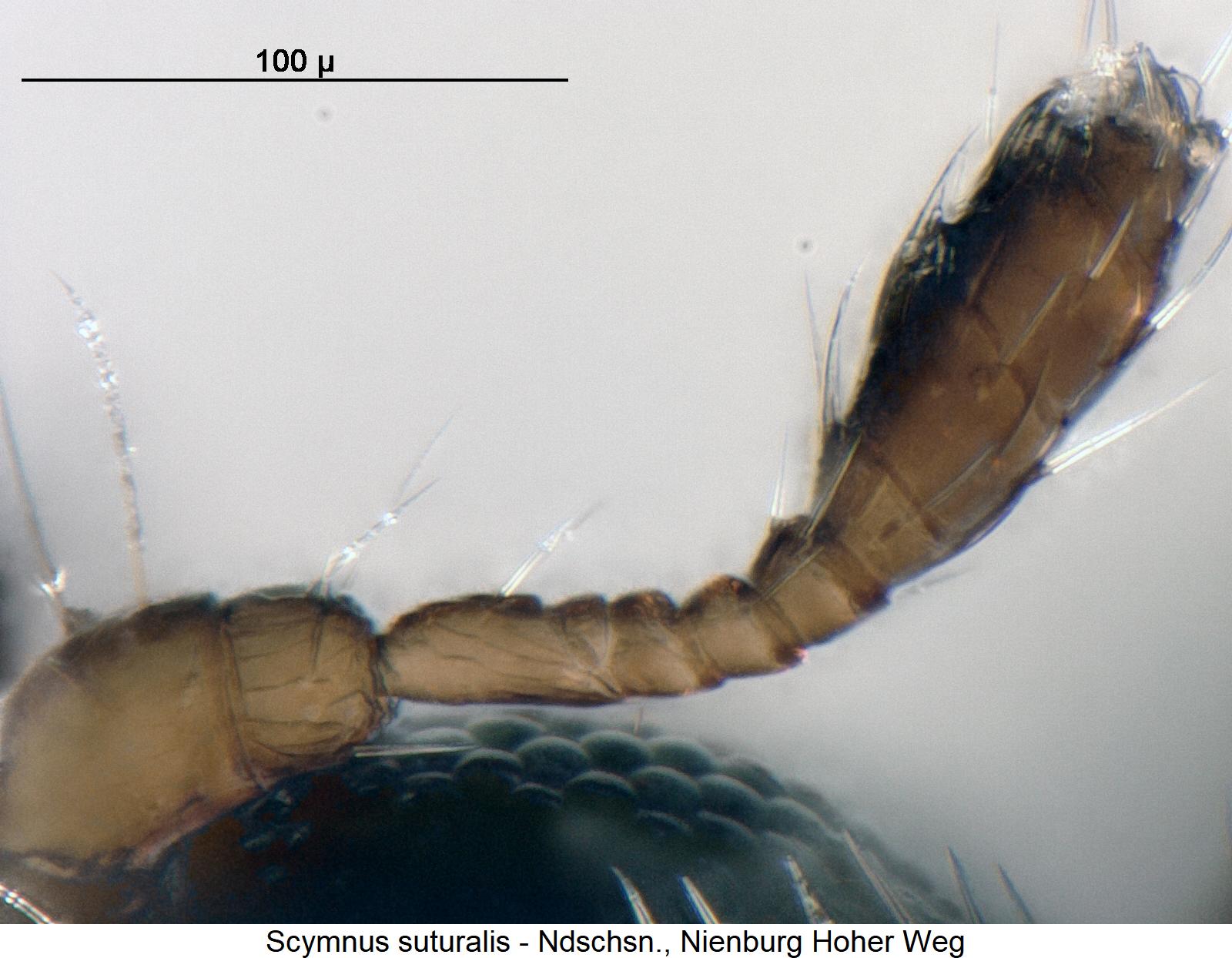 scymnus_suturalis_f.jpg